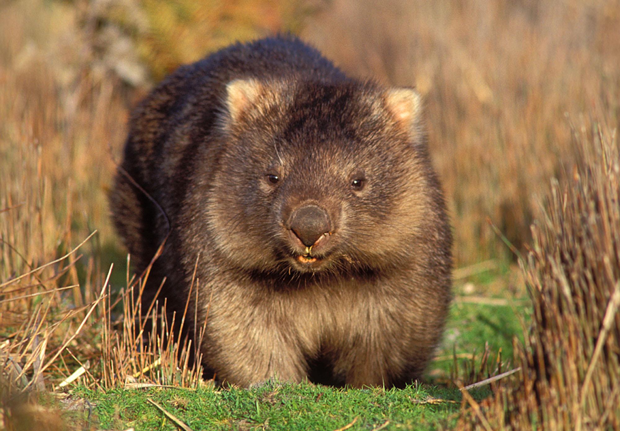 Wombats Wallpapers