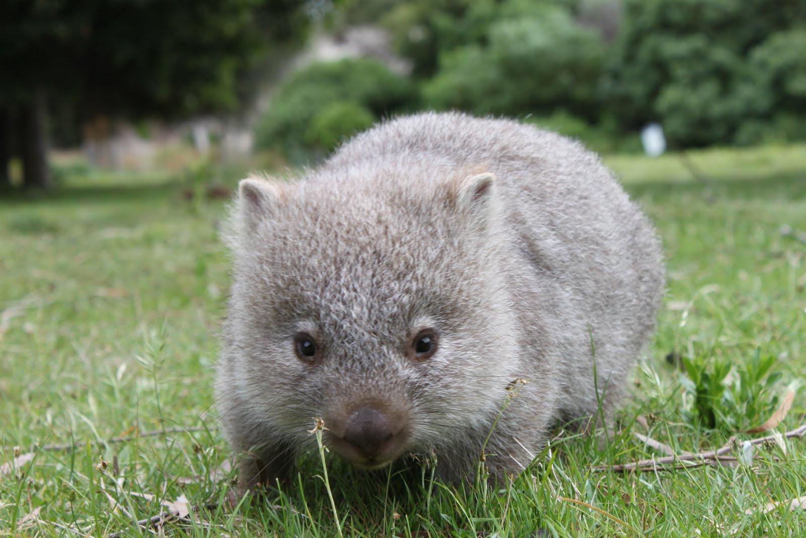 Wombats Wallpapers