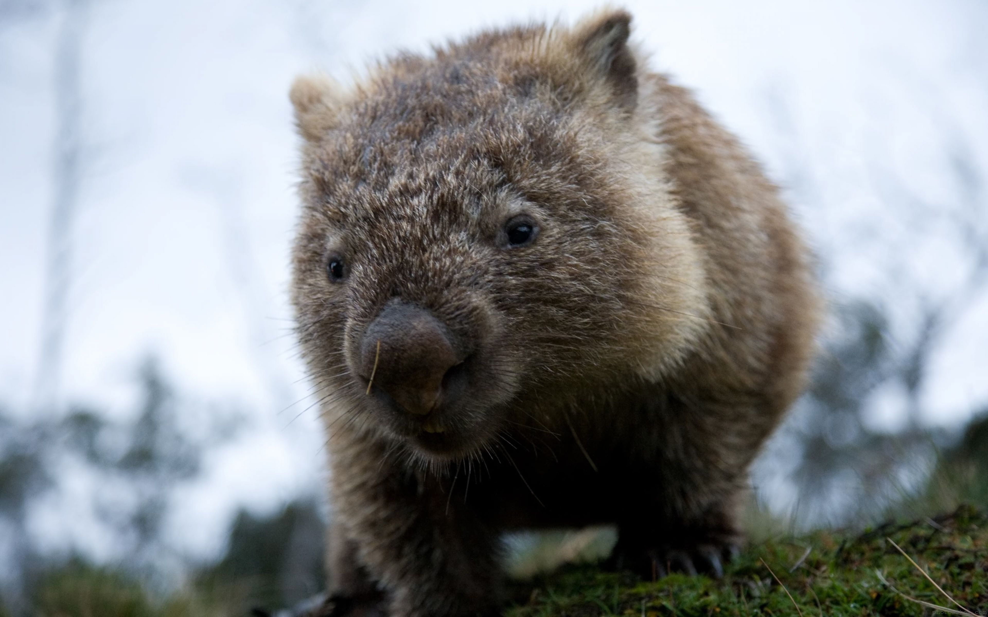 Wombats Wallpapers