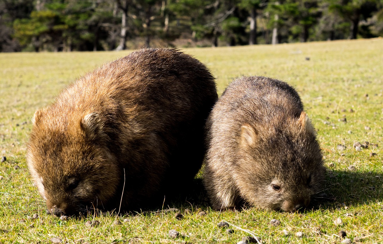 Wombats Wallpapers