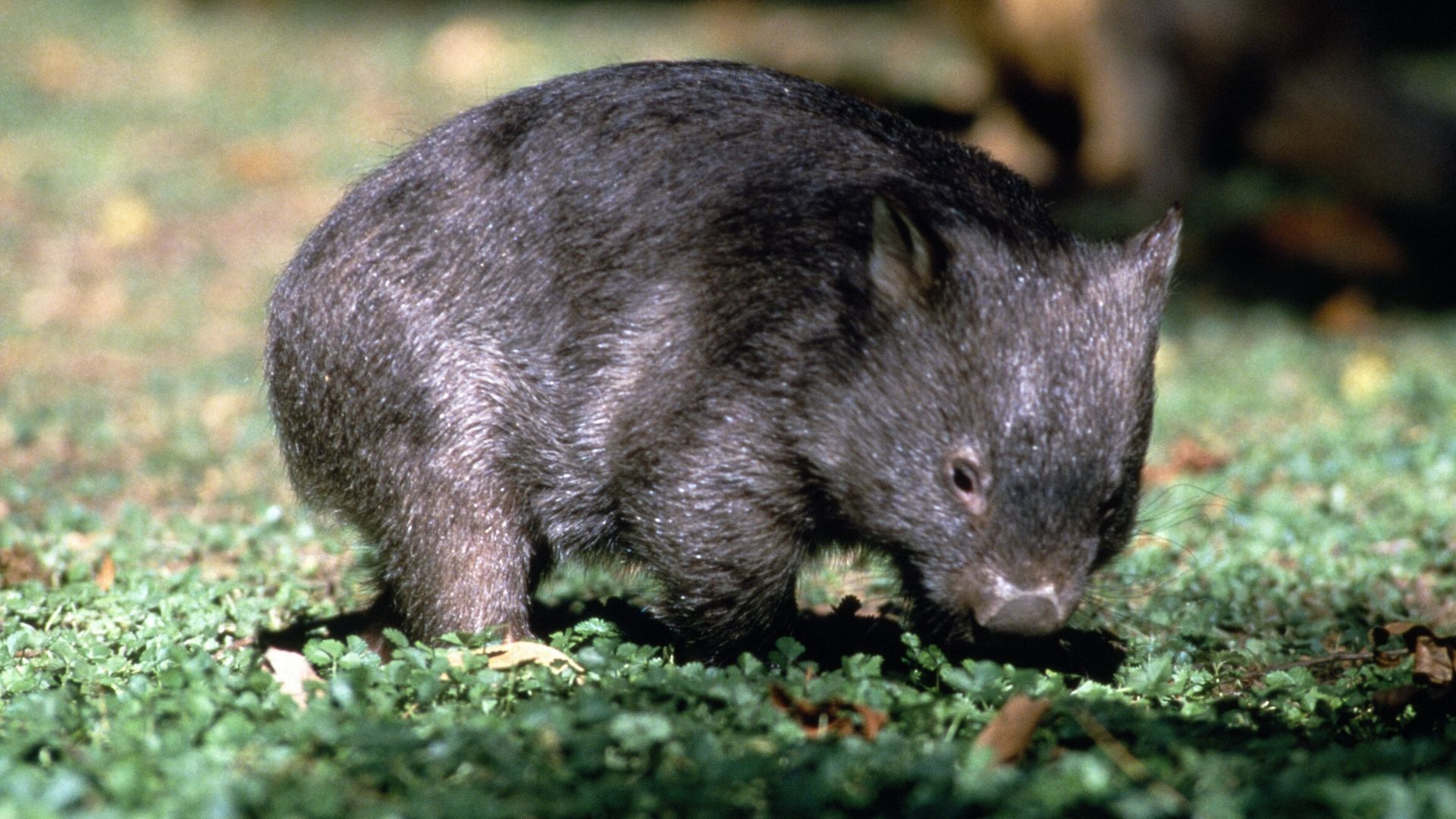 Wombats Wallpapers