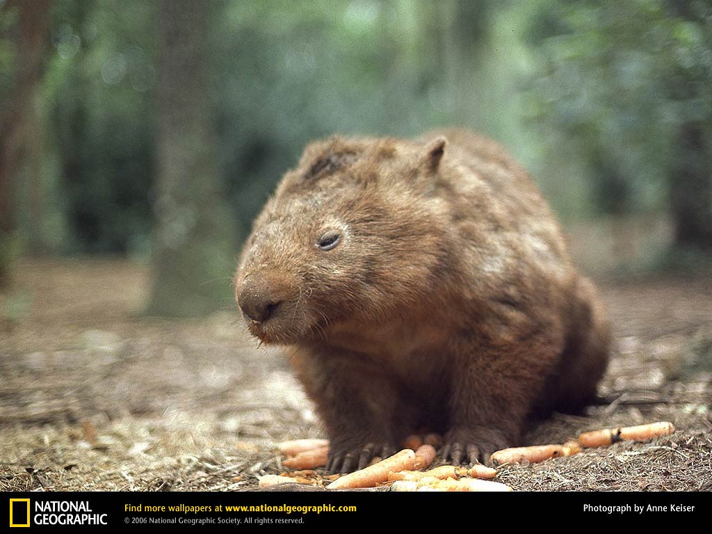 Wombats Wallpapers