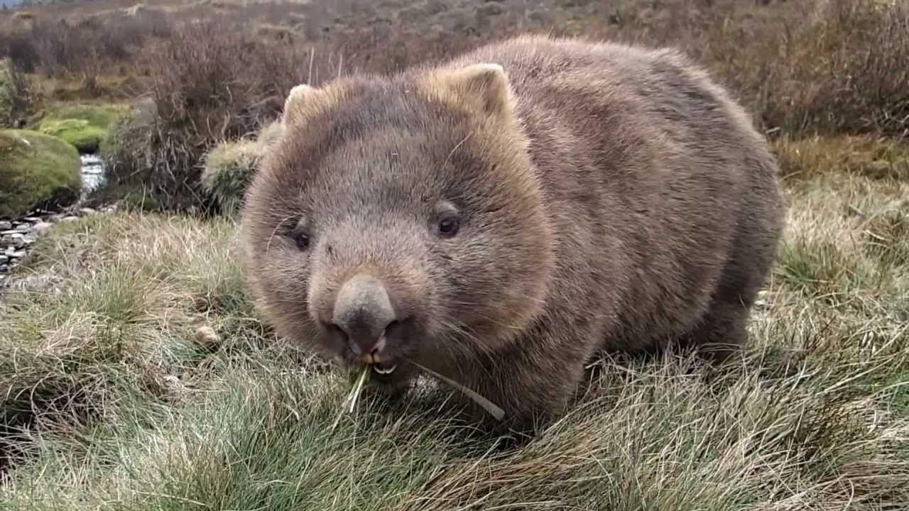 Wombats Wallpapers