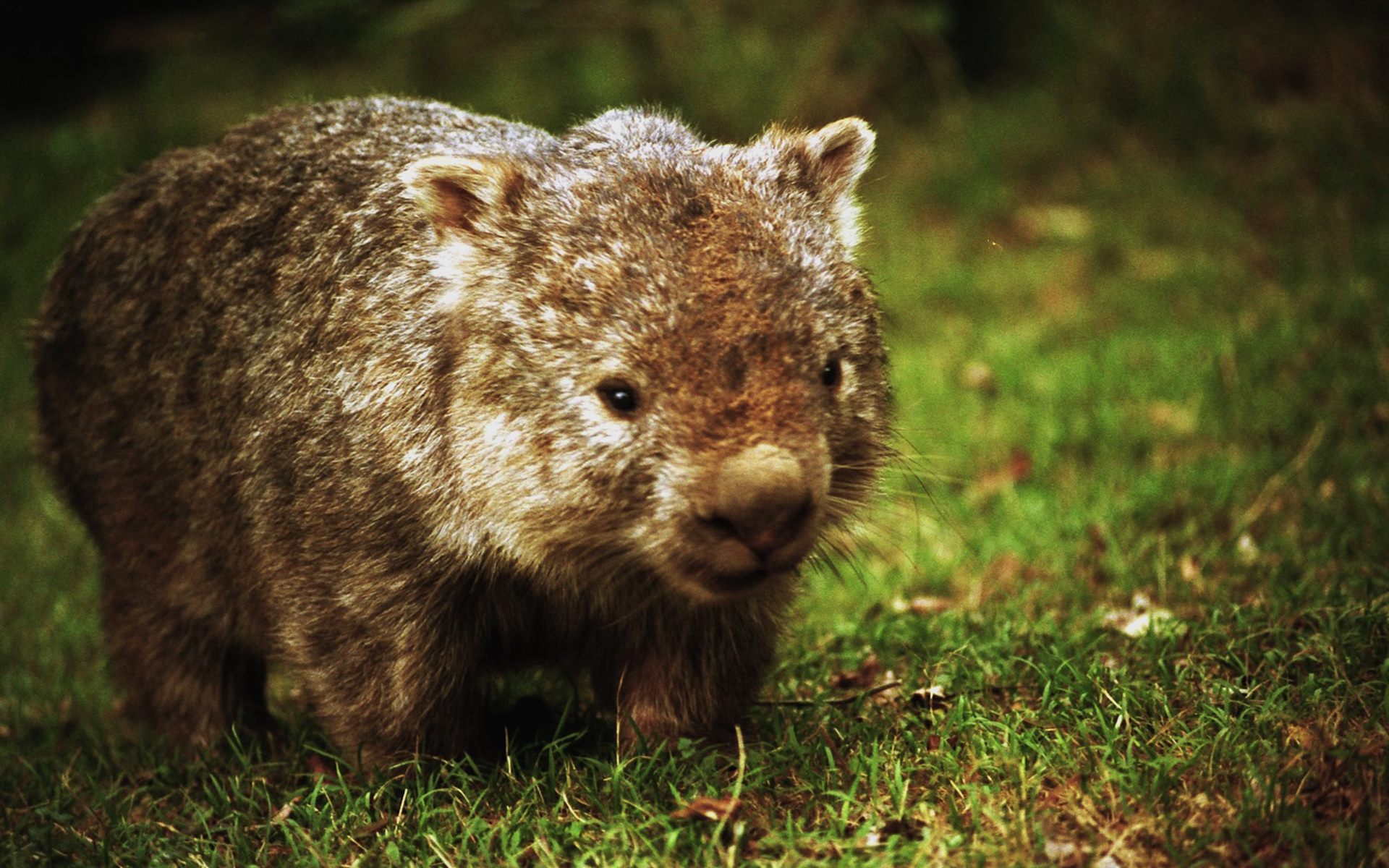 Wombats Wallpapers