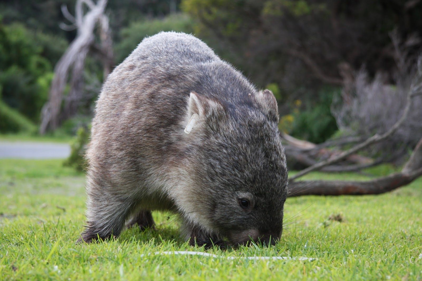 Wombats Wallpapers