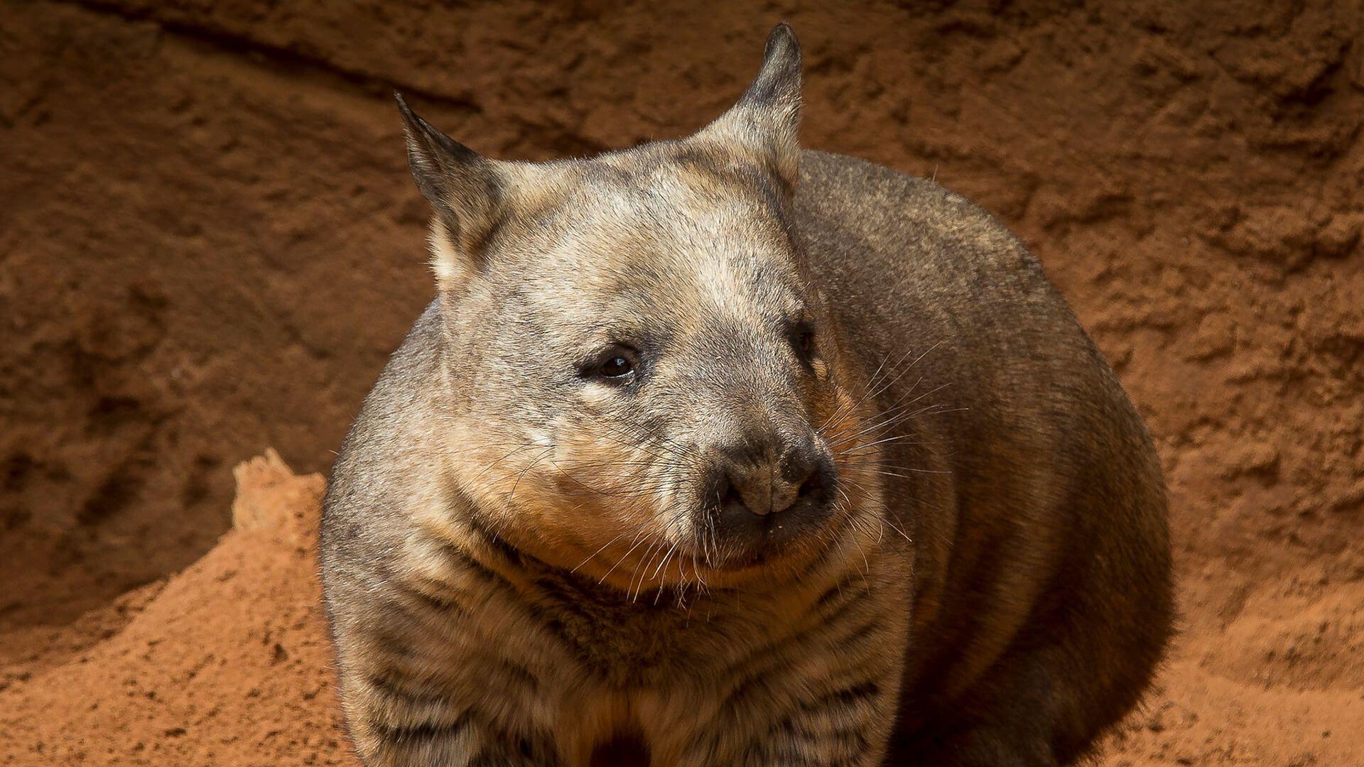 Wombats Wallpapers