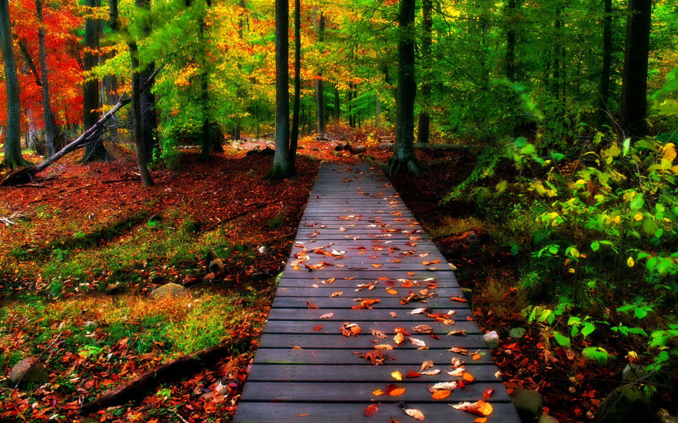 Wood Bridge Forest In Fall Wallpapers