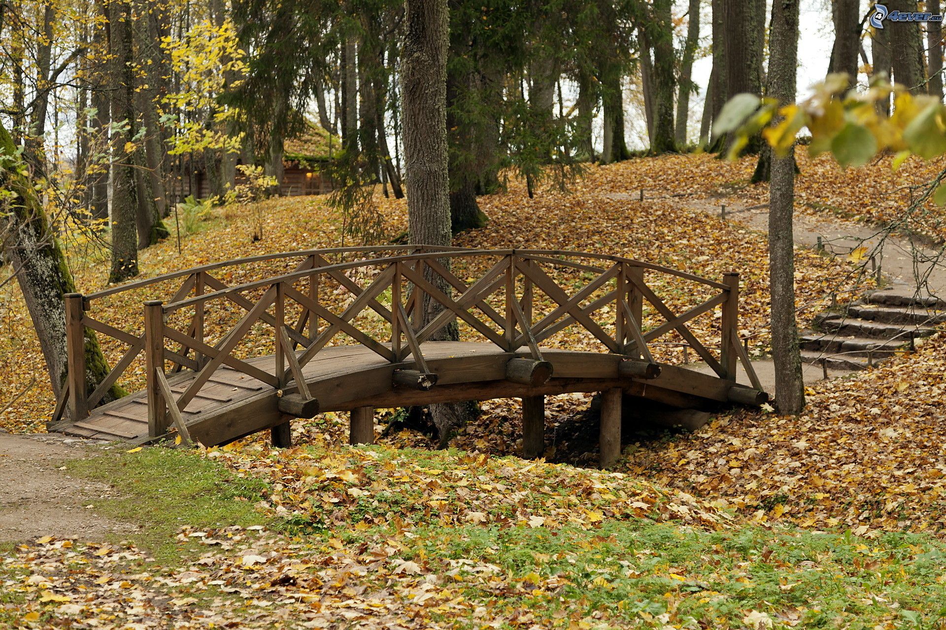 Wood Bridge Forest In Fall Wallpapers