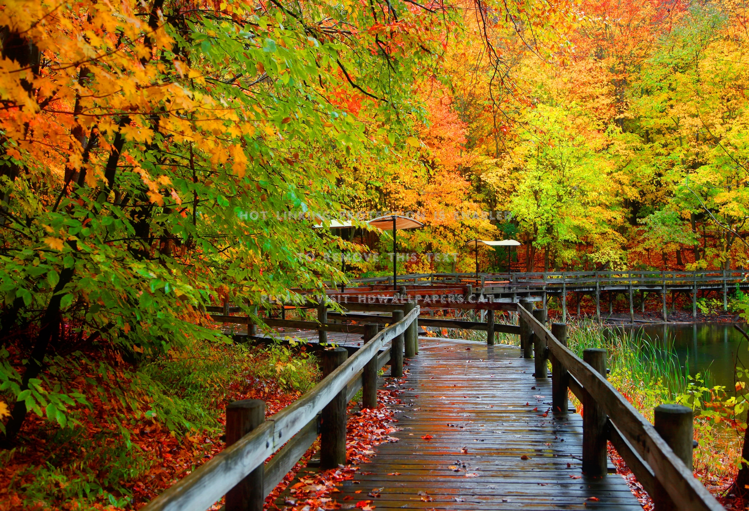 Wood Bridge Forest In Fall Wallpapers