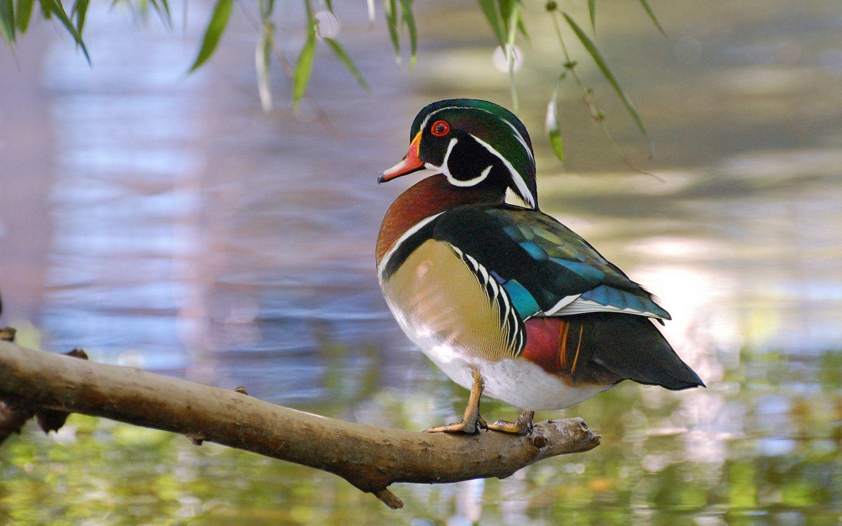 Wood Duck Wallpapers