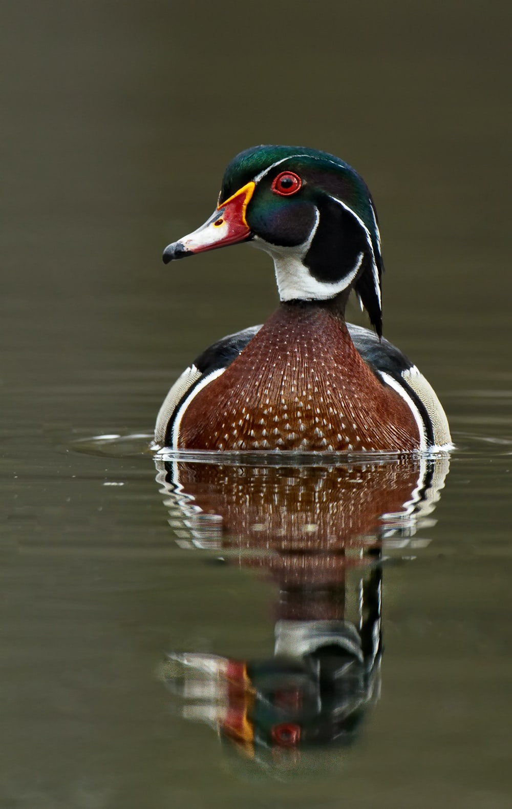 Wood Duck Wallpapers