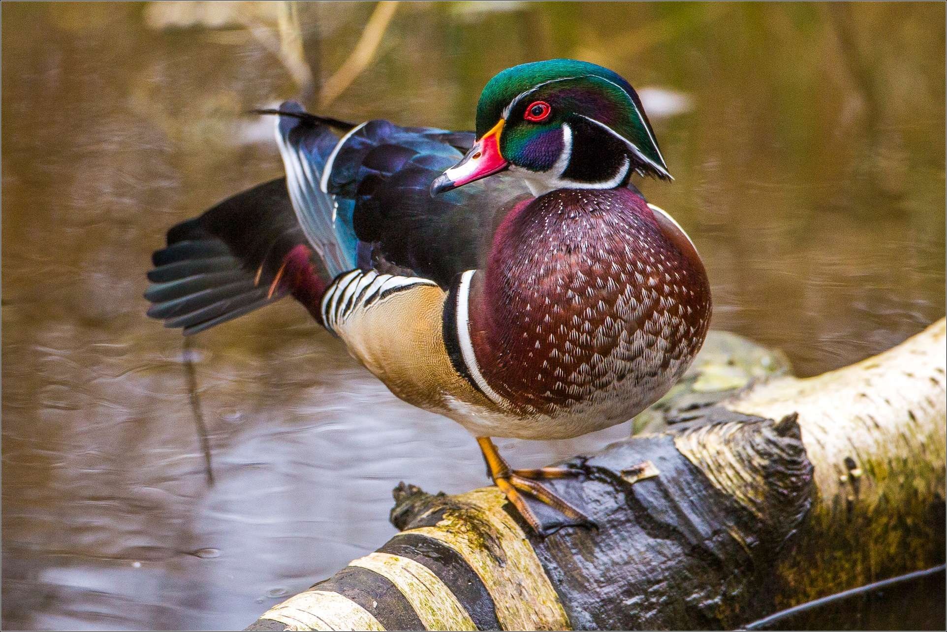 Wood Duck Wallpapers