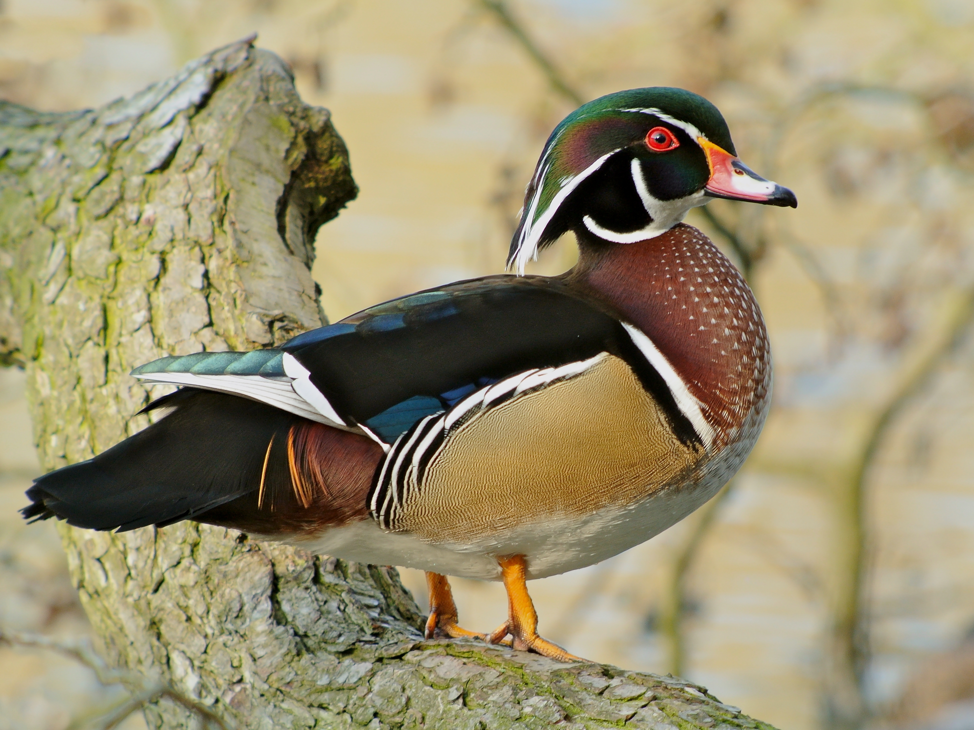 Wood Duck Wallpapers