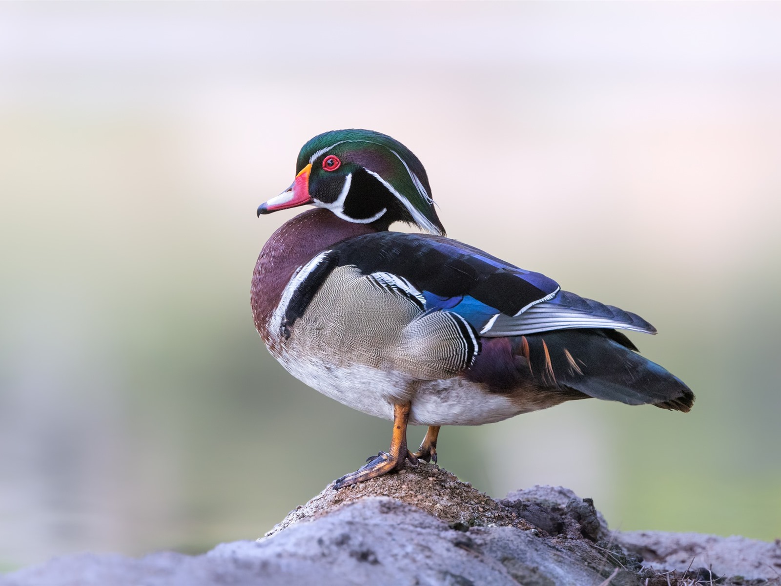 Wood Duck Wallpapers