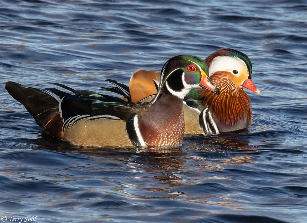 Wood Duck Wallpapers