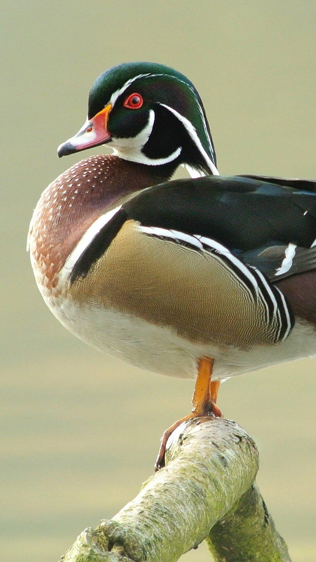 Wood Duck Wallpapers