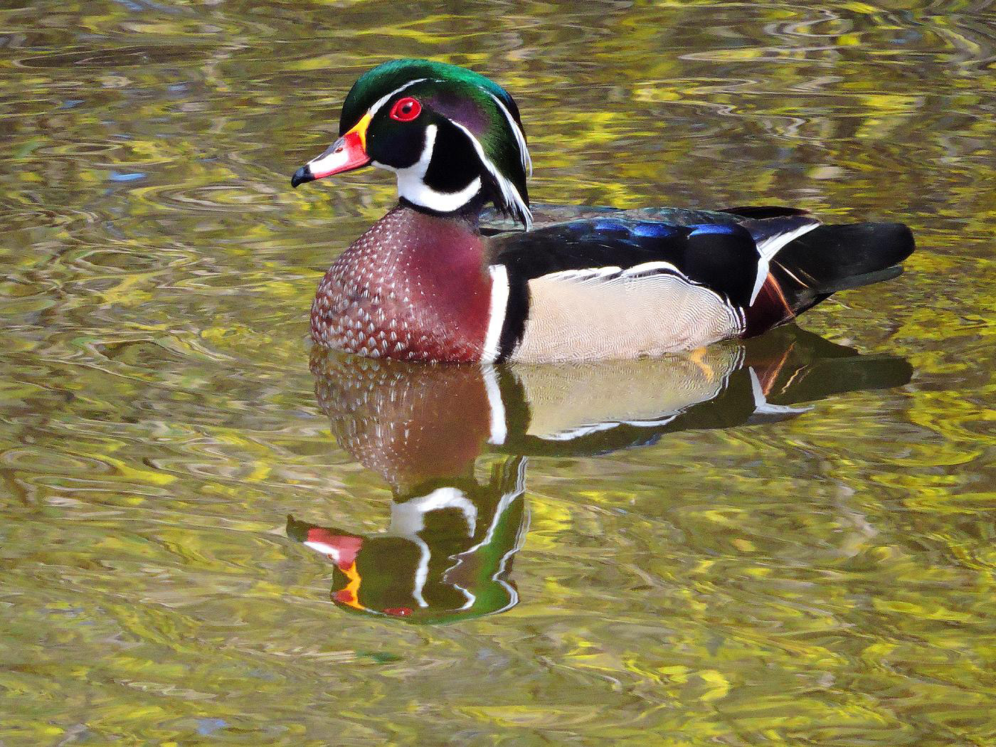 Wood Duck Wallpapers