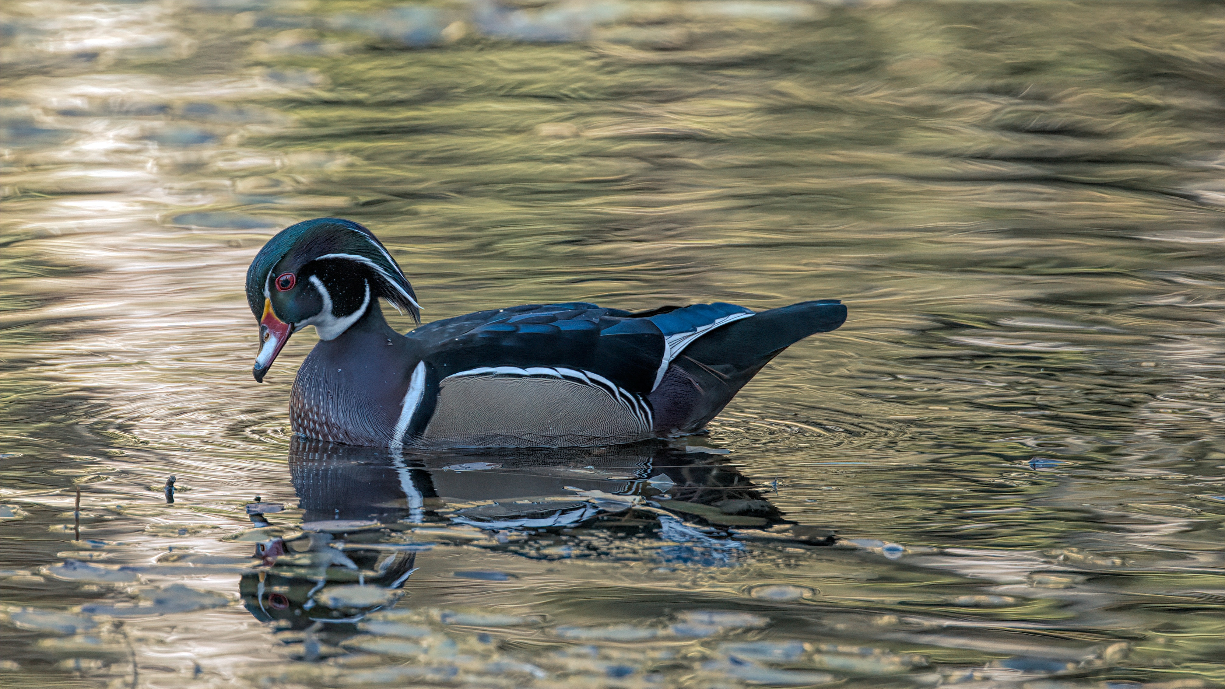 Wood Duck Wallpapers