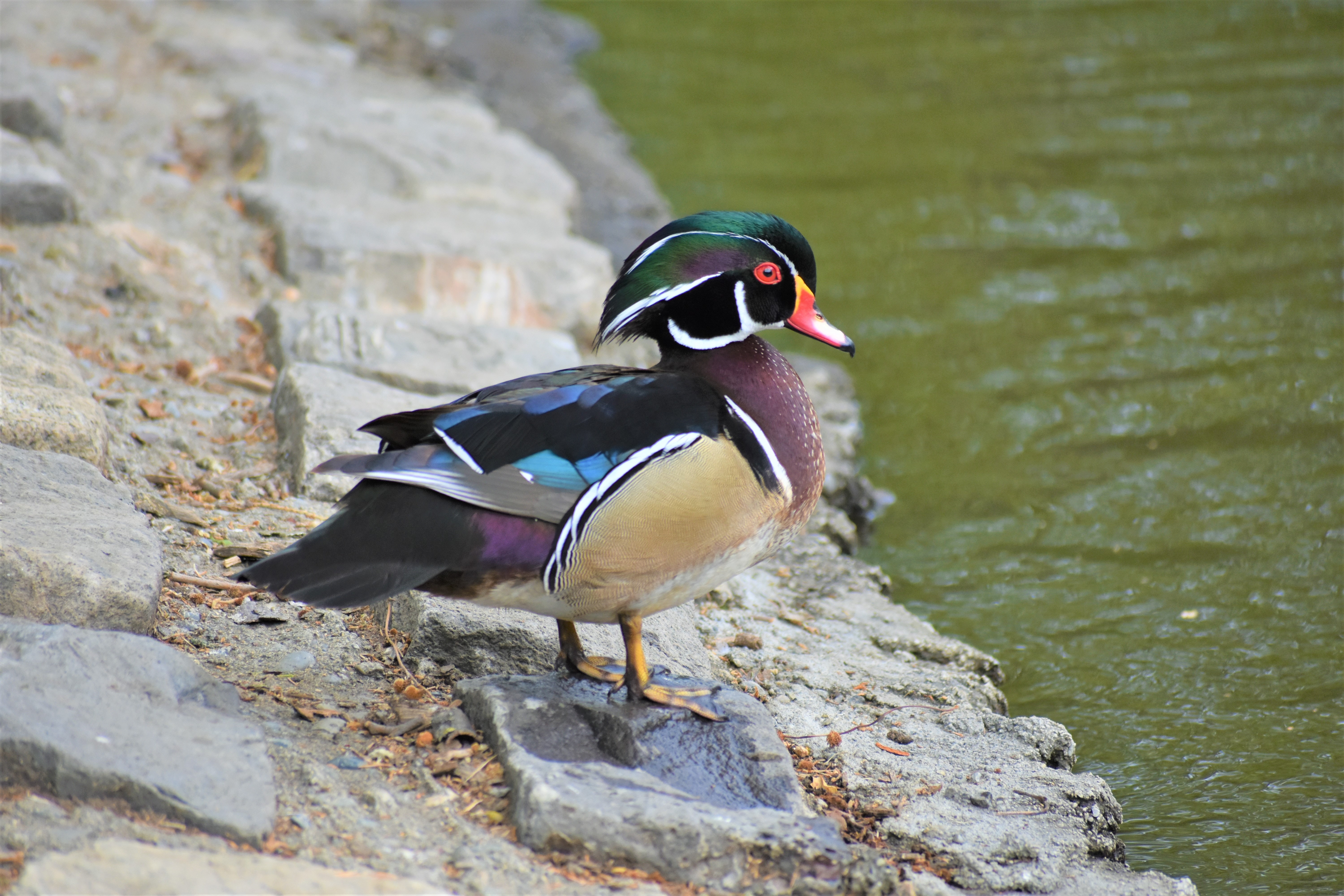 Wood Duck Wallpapers