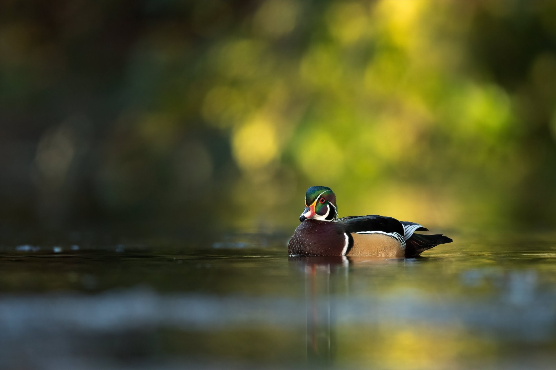 Wood Duck Wallpapers