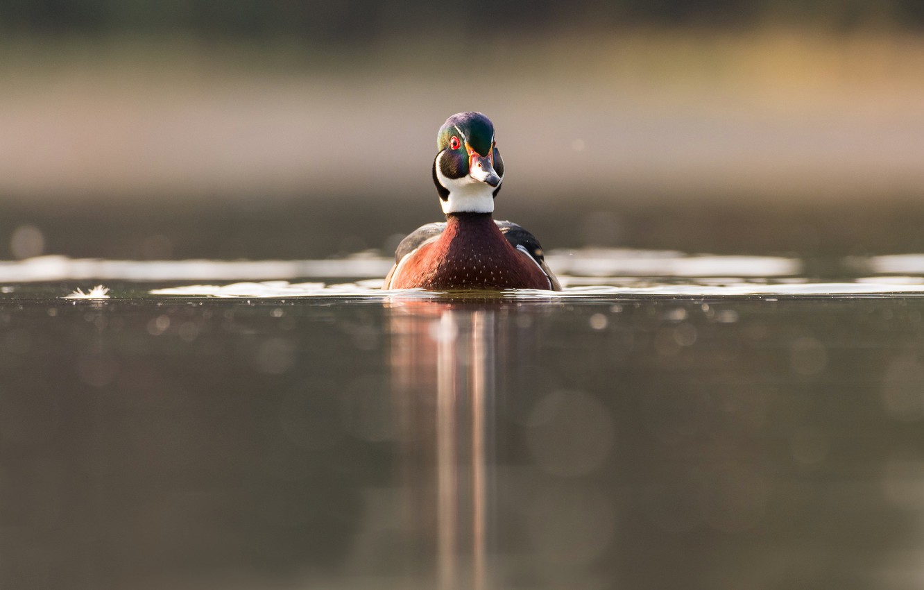 Wood Duck Wallpapers