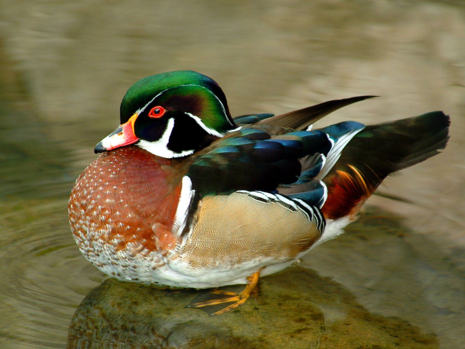 Wood Duck Wallpapers