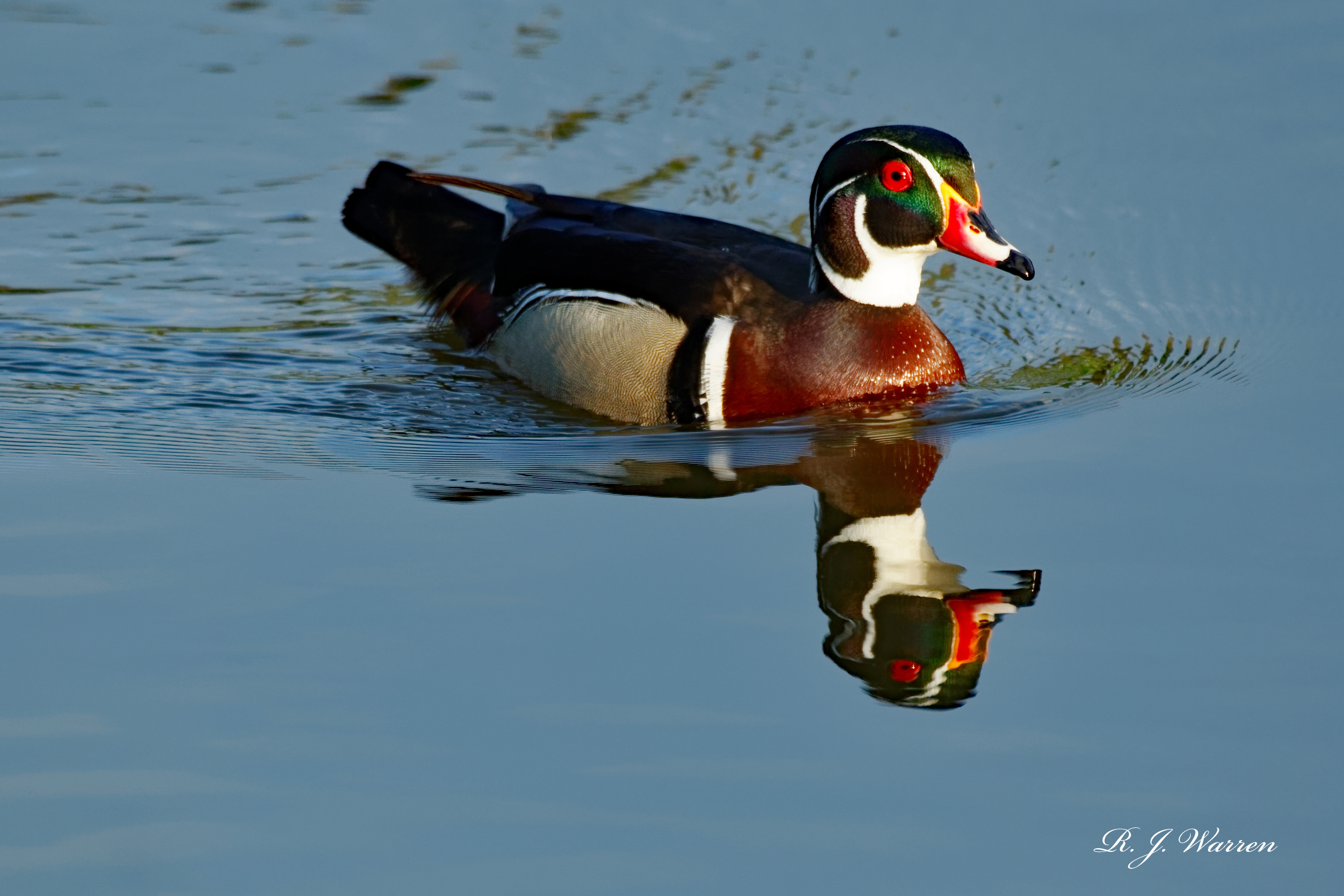 Wood Duck Wallpapers