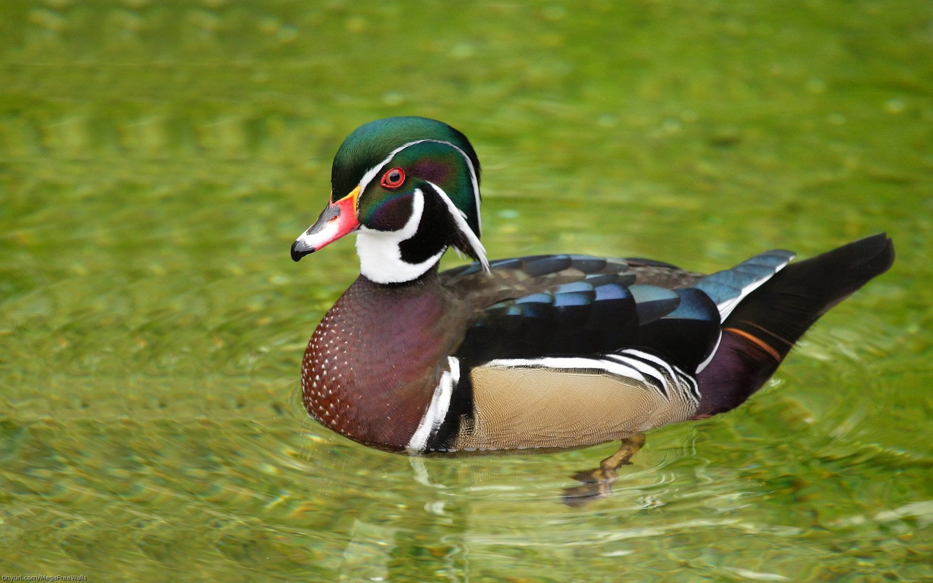 Wood Duck Wallpapers