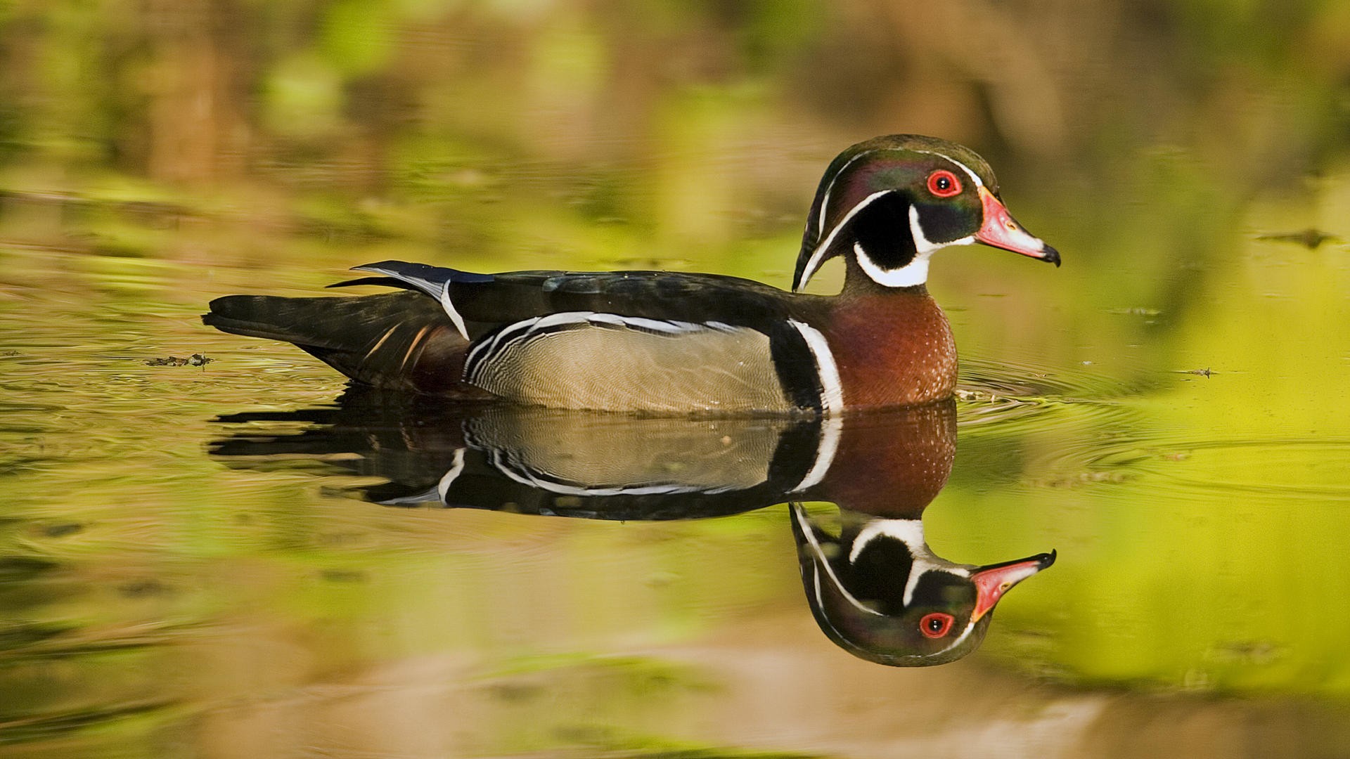 Wood Duck Wallpapers