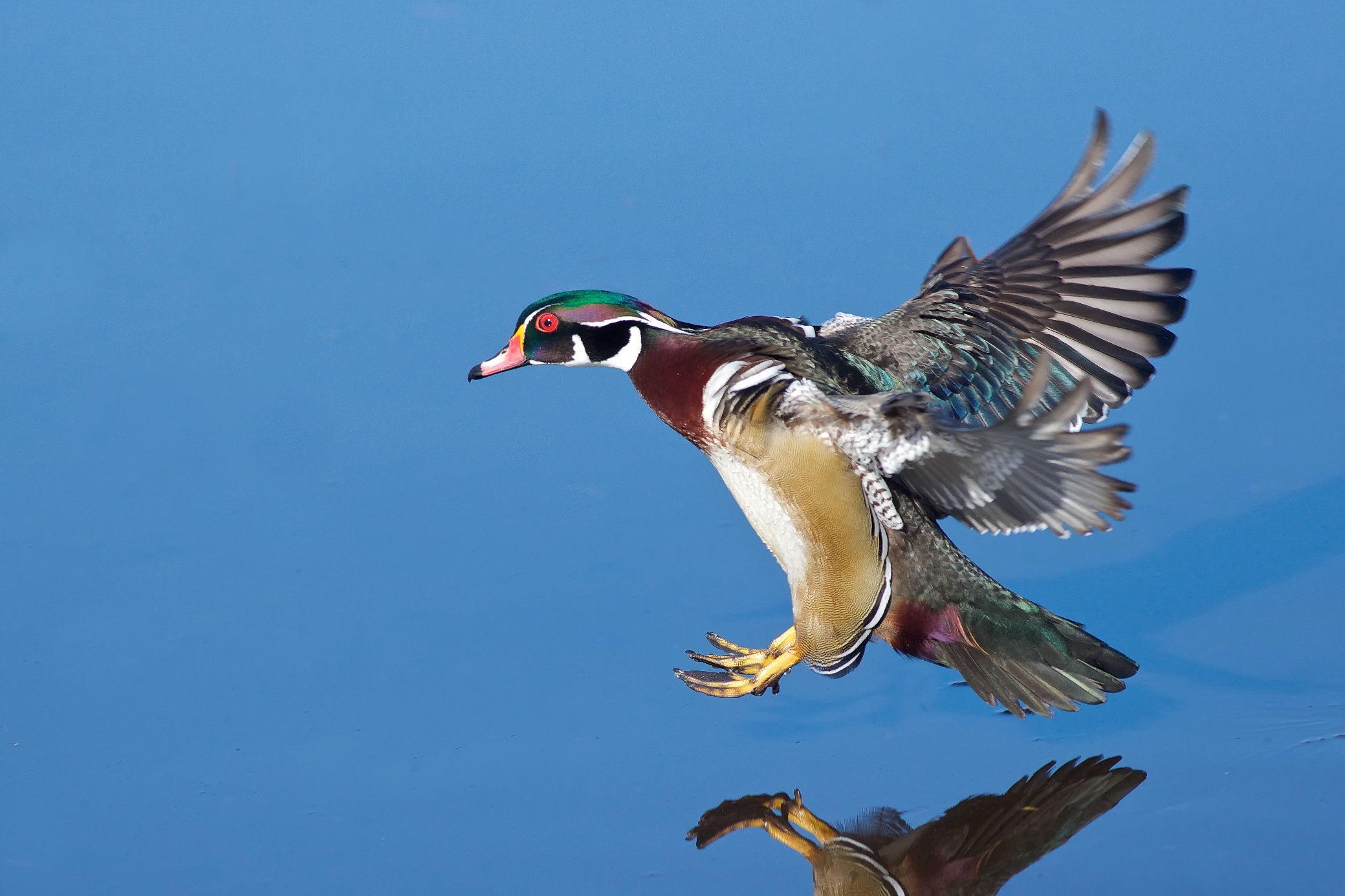 Wood Duck Wallpapers