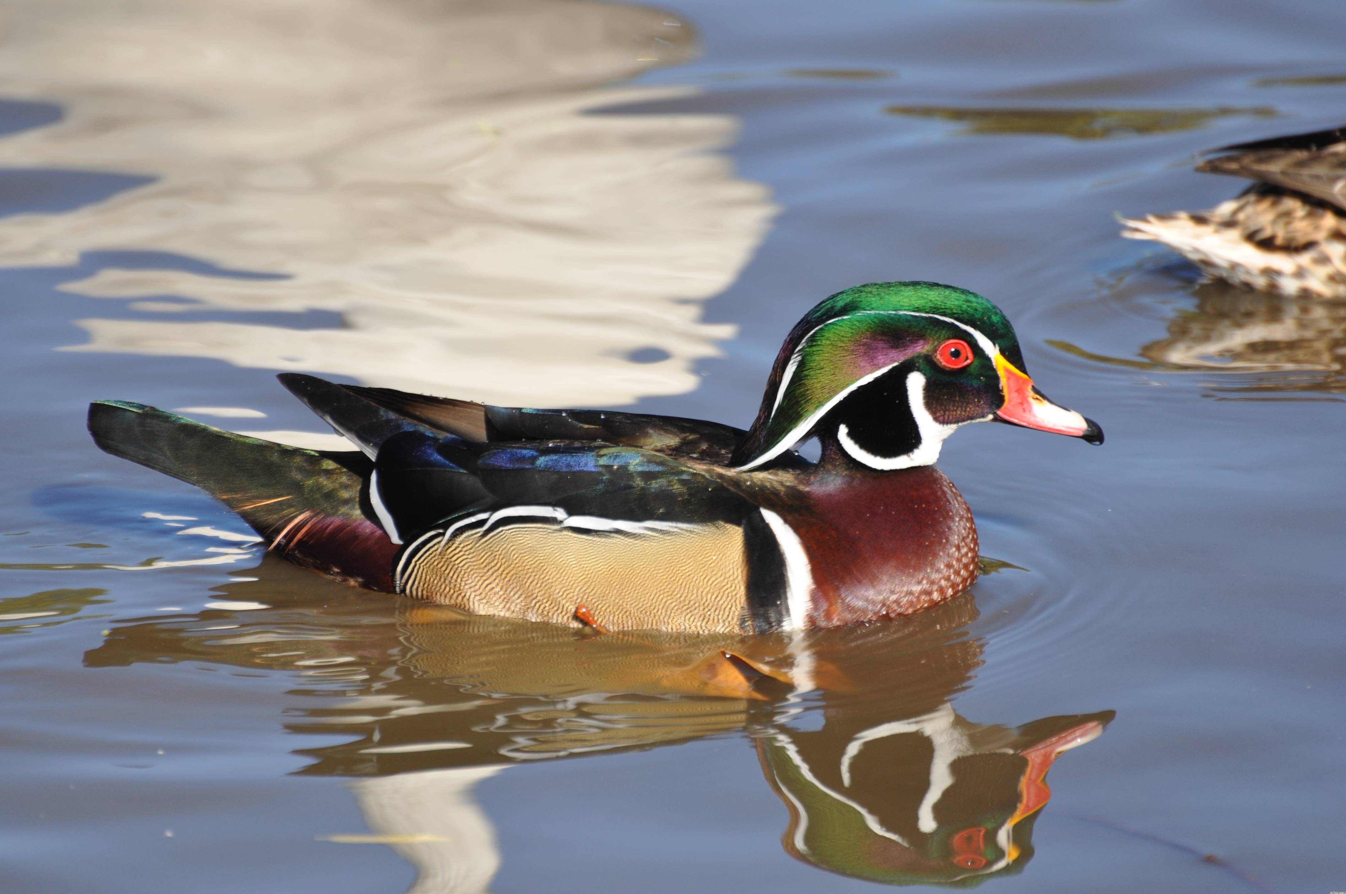 Wood Duck Wallpapers