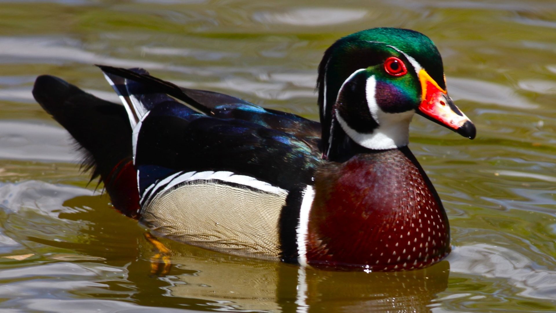 Wood Duck Wallpapers