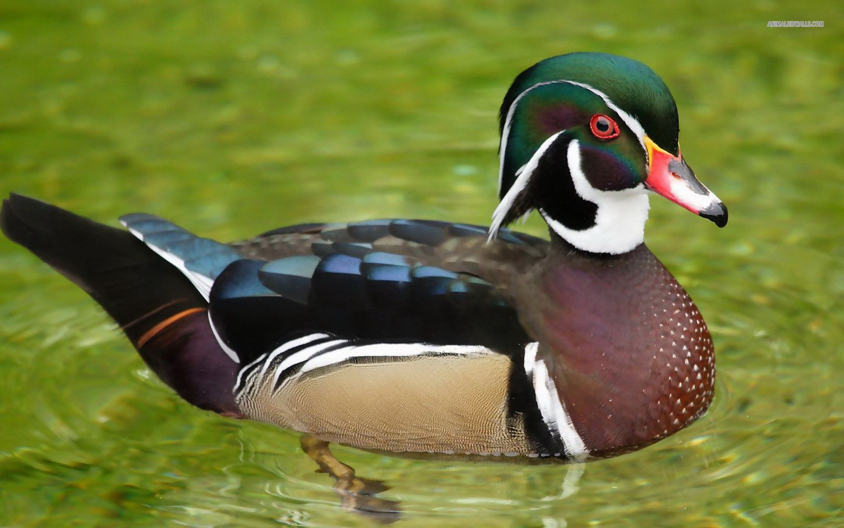 Wood Duck Wallpapers