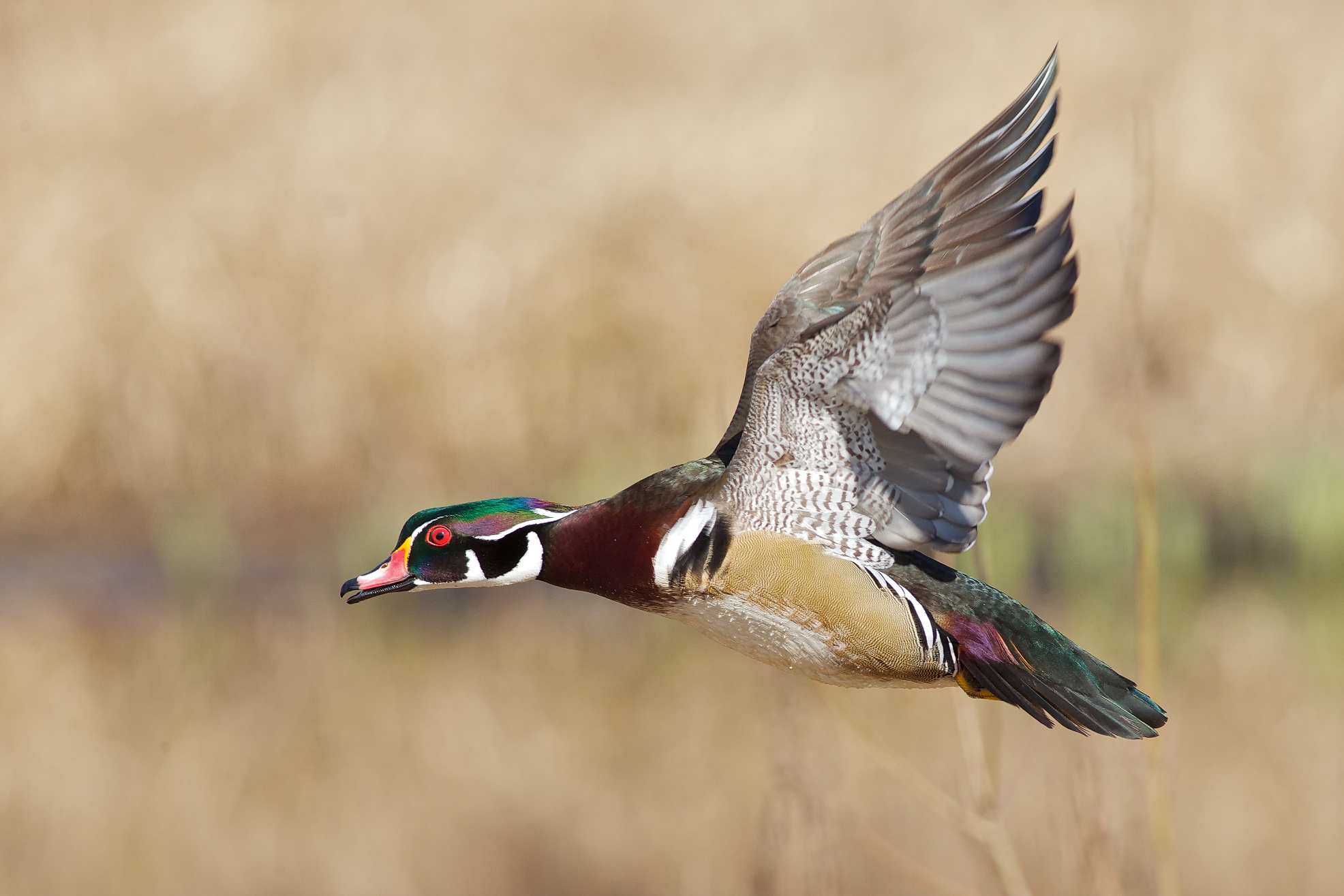 Wood Duck Wallpapers