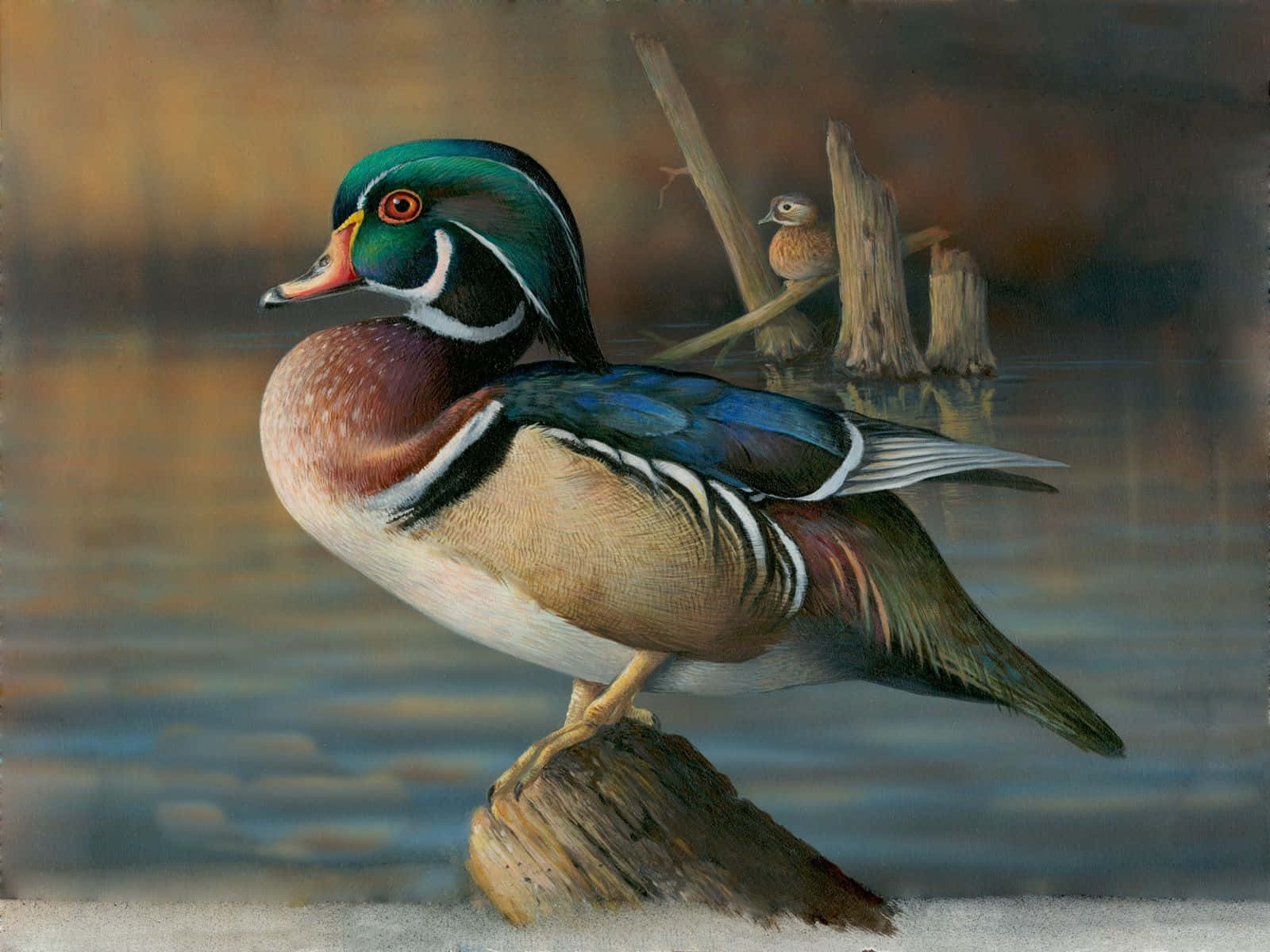 Wood Duck Wallpapers