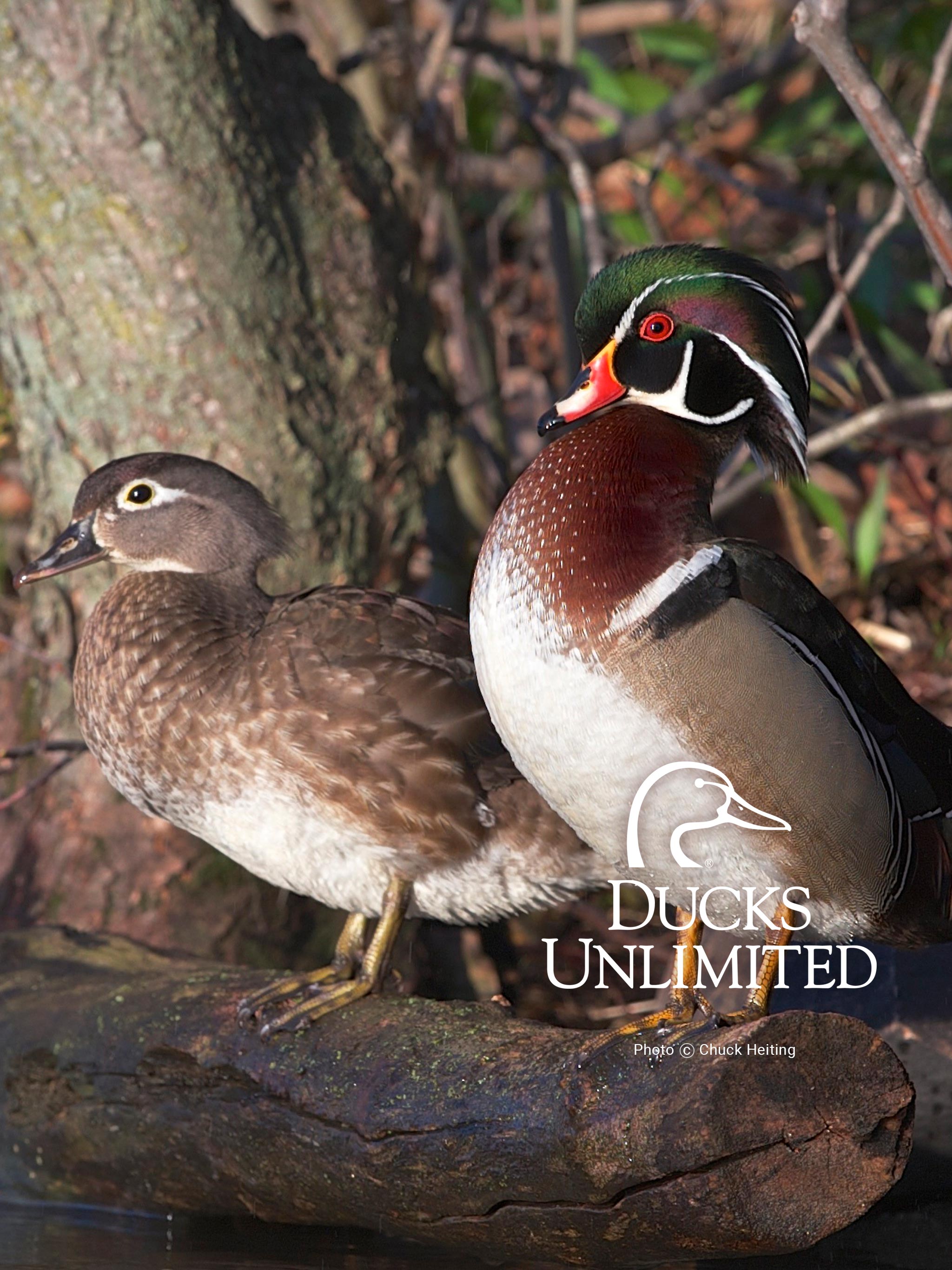 Wood Duck Wallpapers