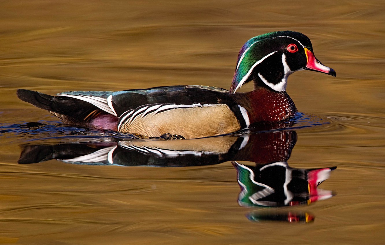 Wood Duck Wallpapers