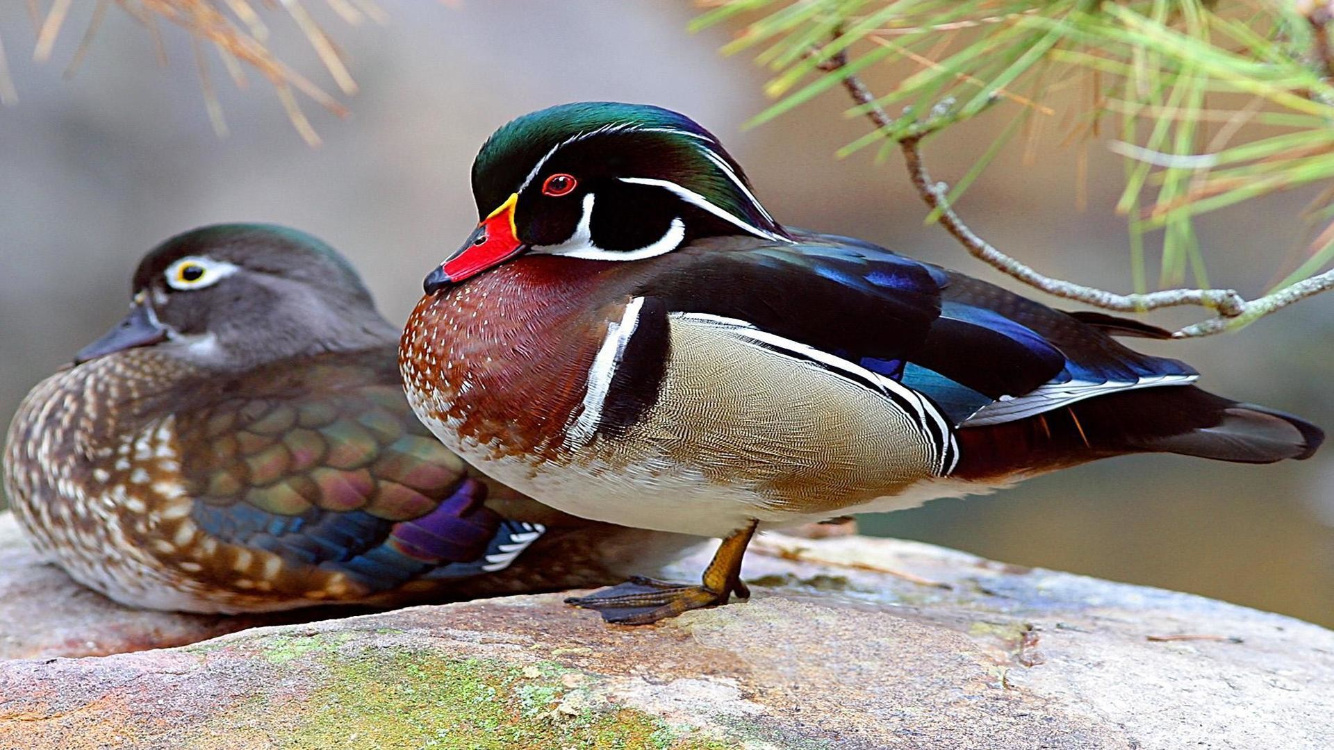 Wood Duck Wallpapers