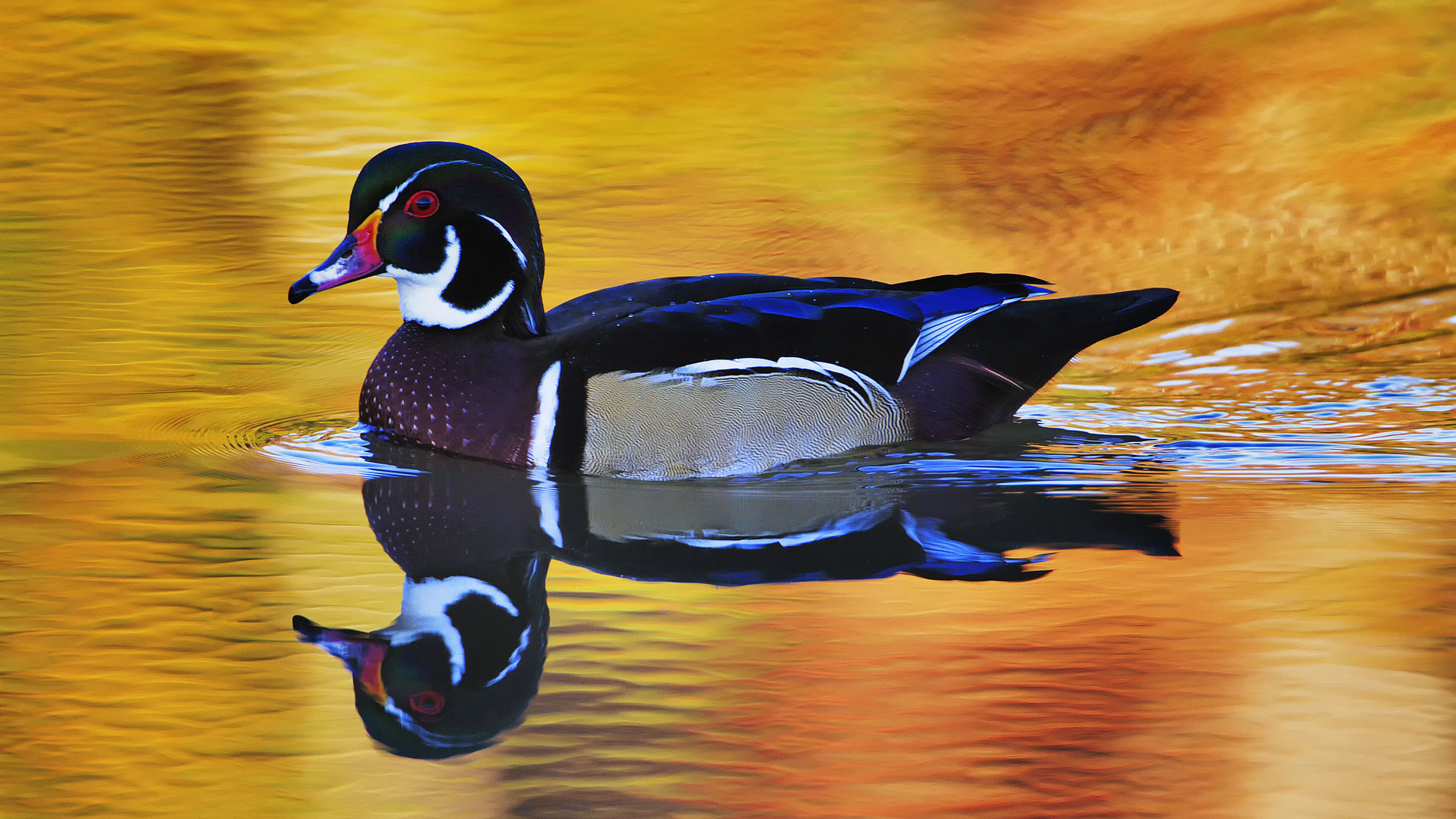 Wood Duck Wallpapers