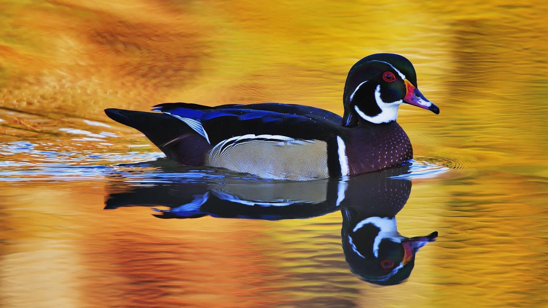 Wood Duck Wallpapers