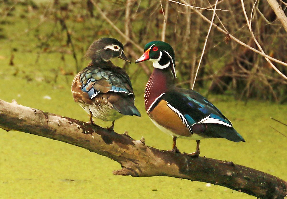 Wood Duck Wallpapers