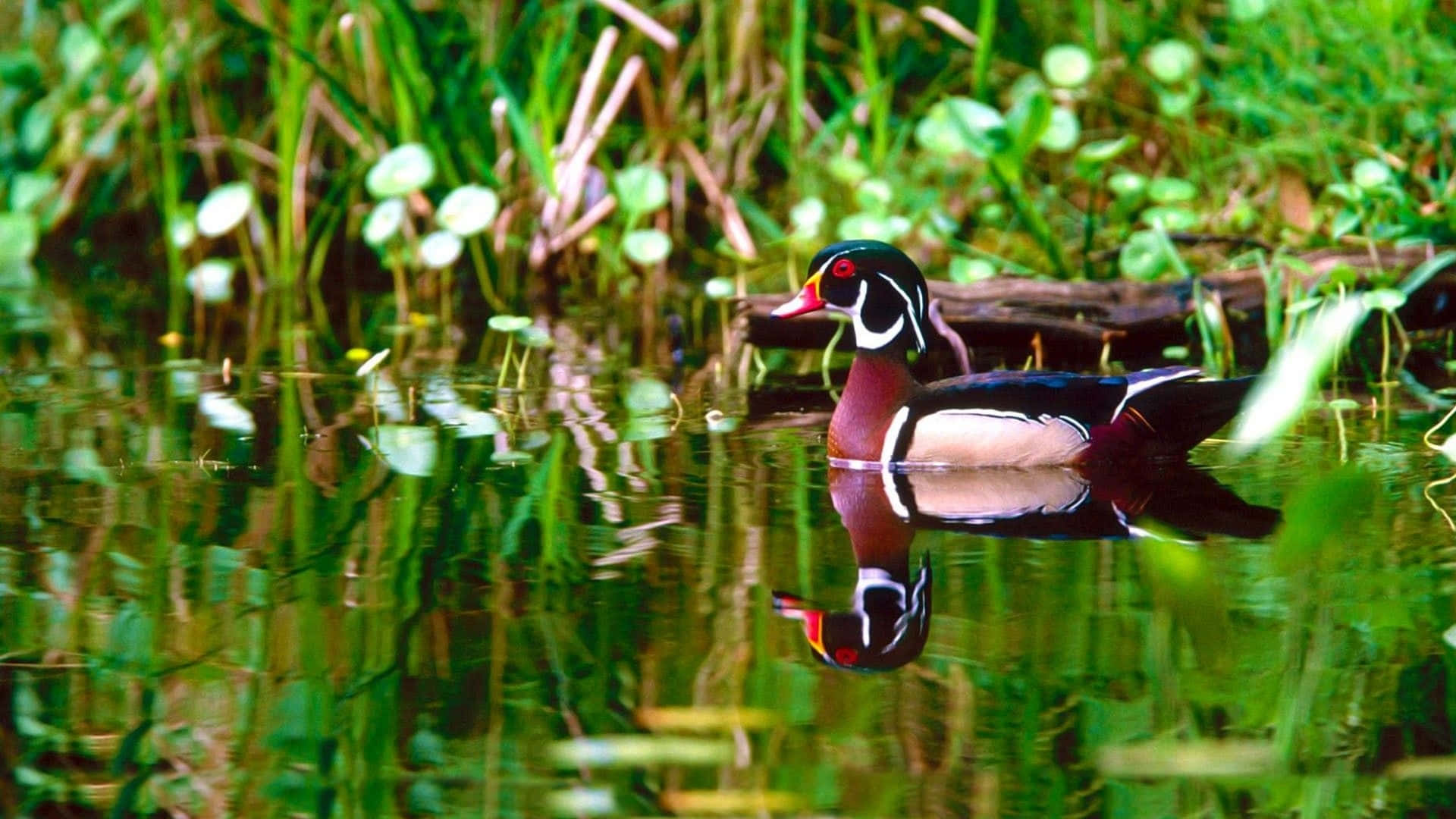 Wood Duck Wallpapers