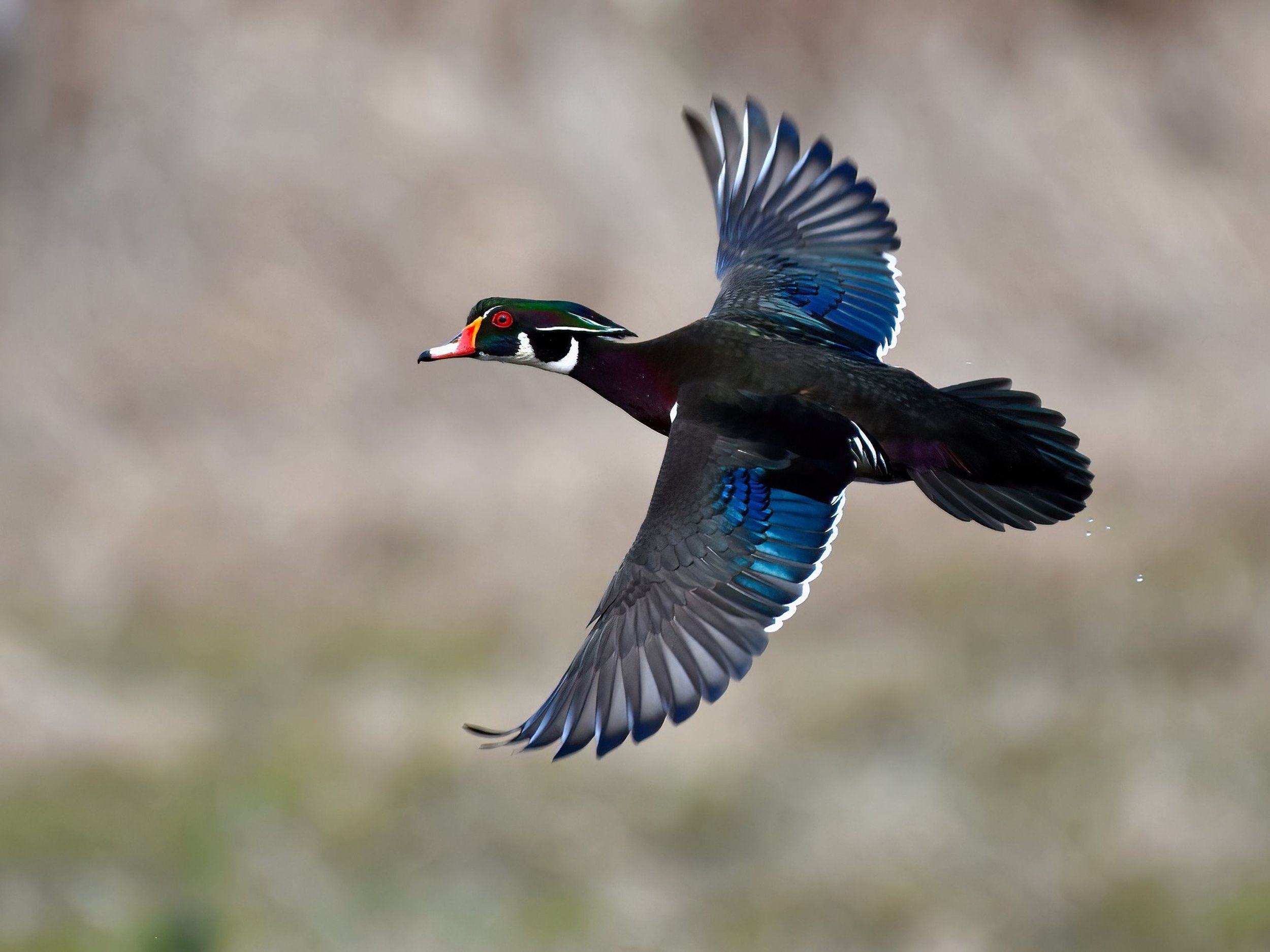 Wood Duck Wallpapers