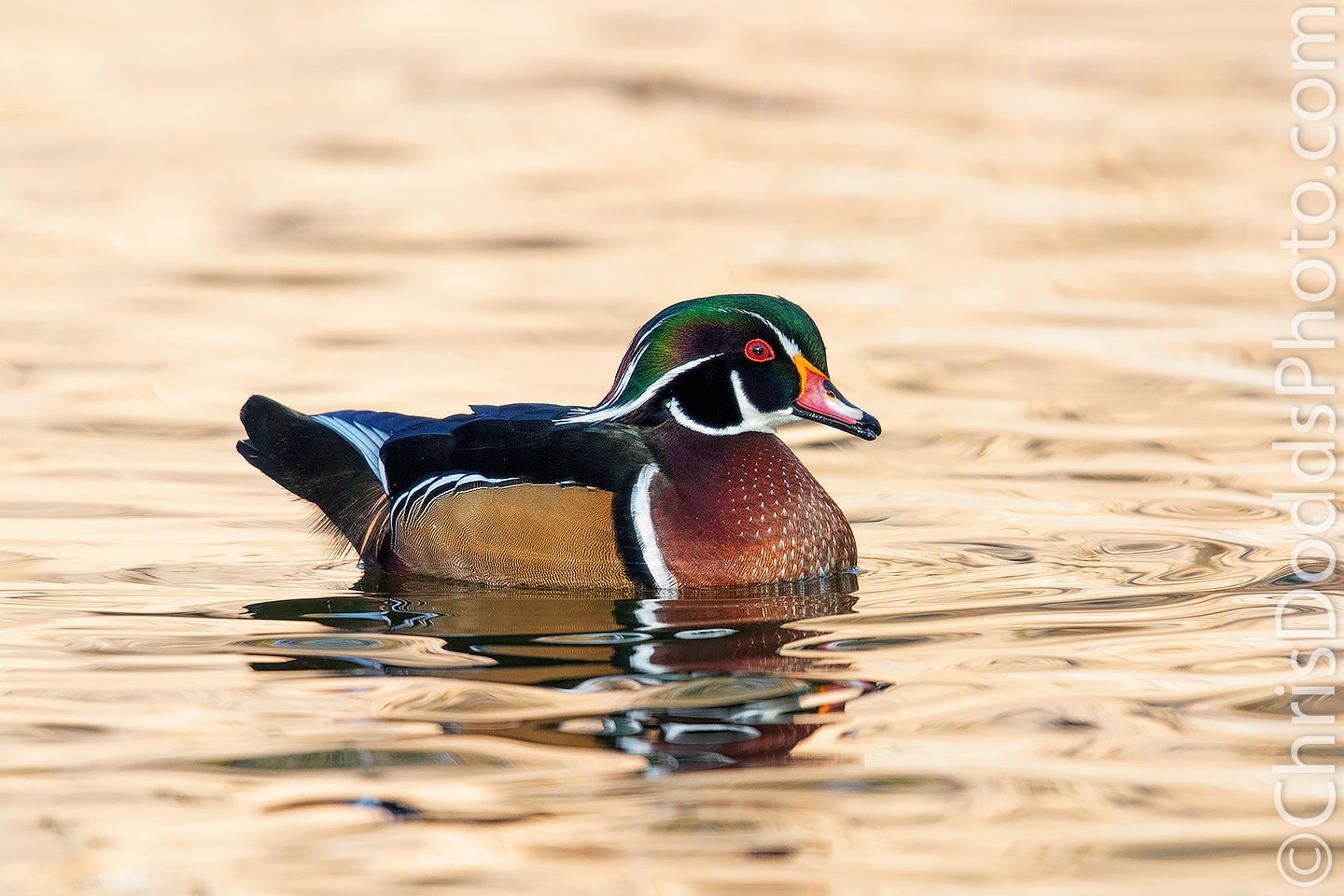 Wood Duck Wallpapers