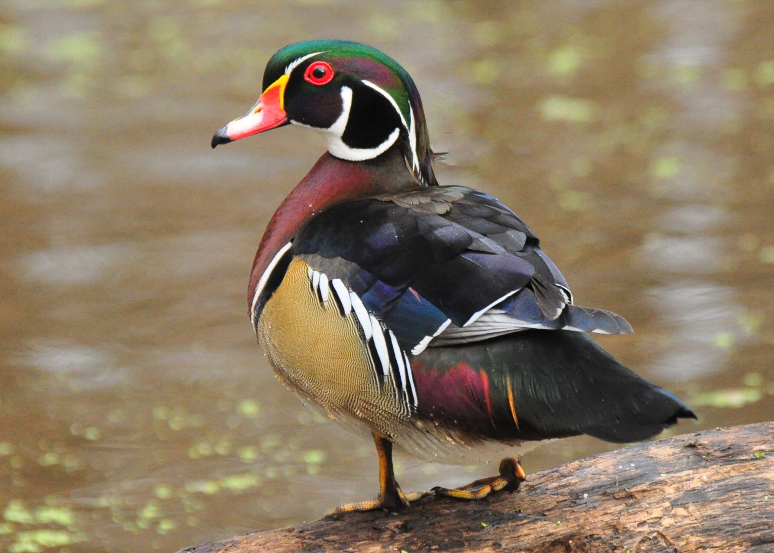 Wood Duck Wallpapers