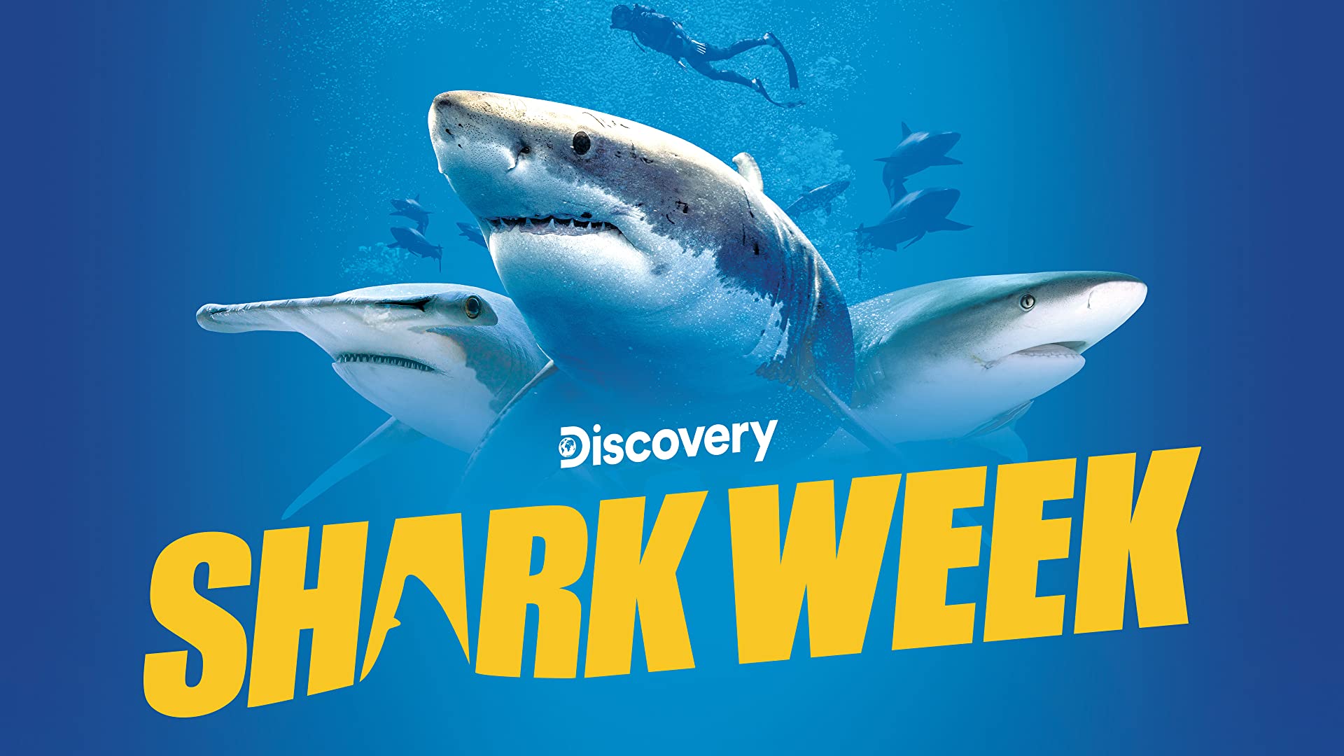 Shark week. Неделя акул. Шарк ТВ. Реклама Discovery Shark week.