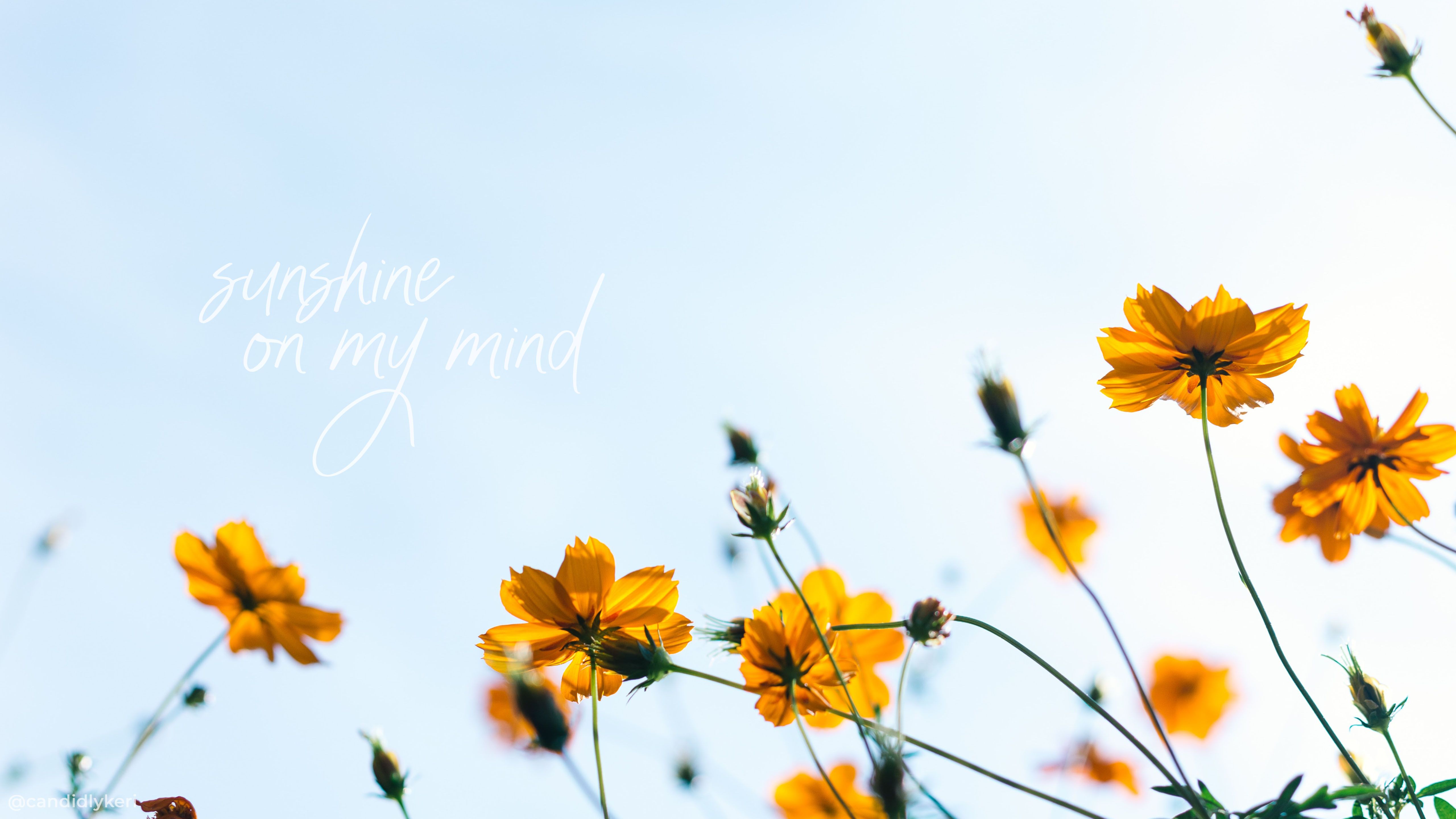 Yellow Aesthetic Flower Desktop Wallpapers