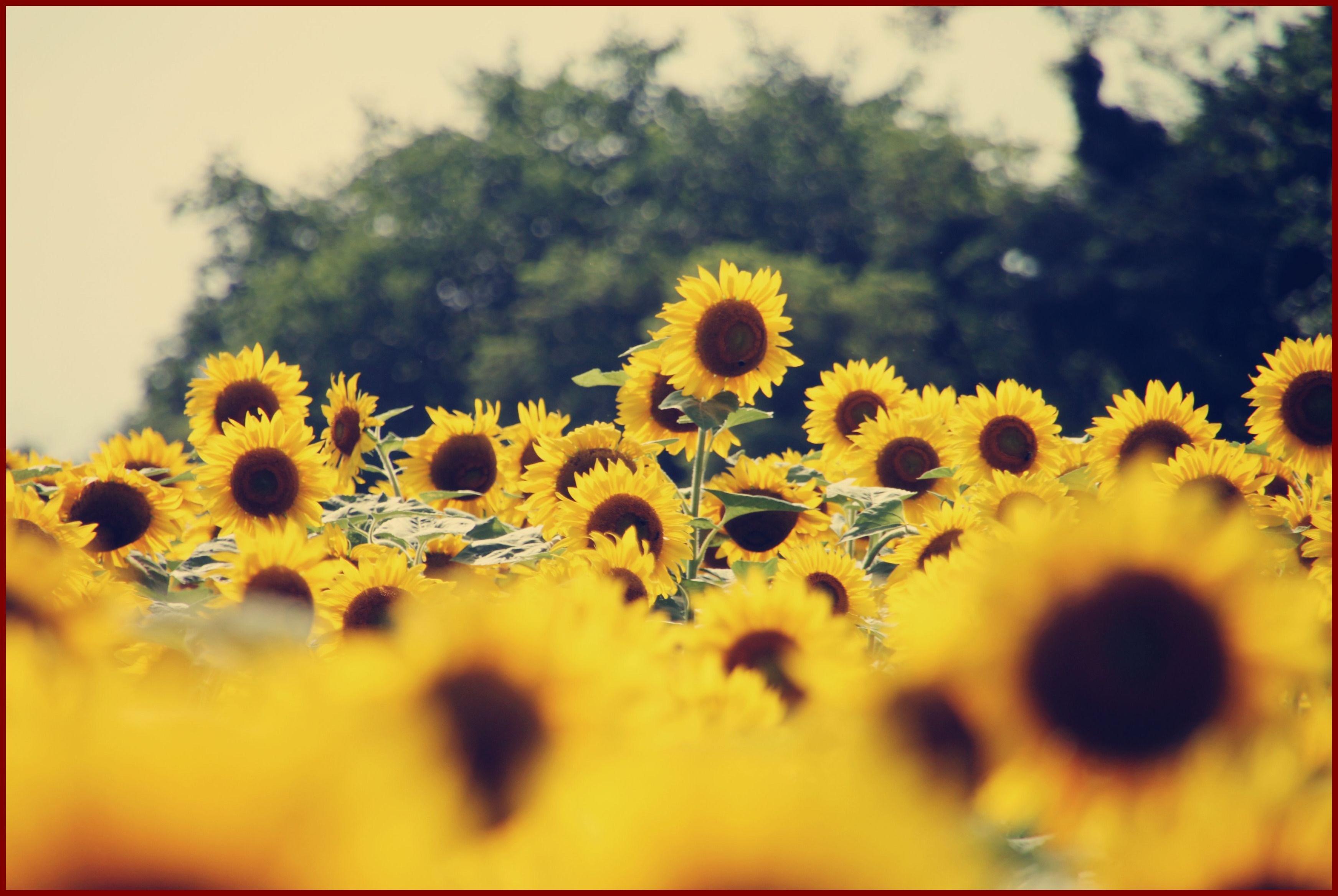 Yellow Aesthetic Flower Desktop Wallpapers