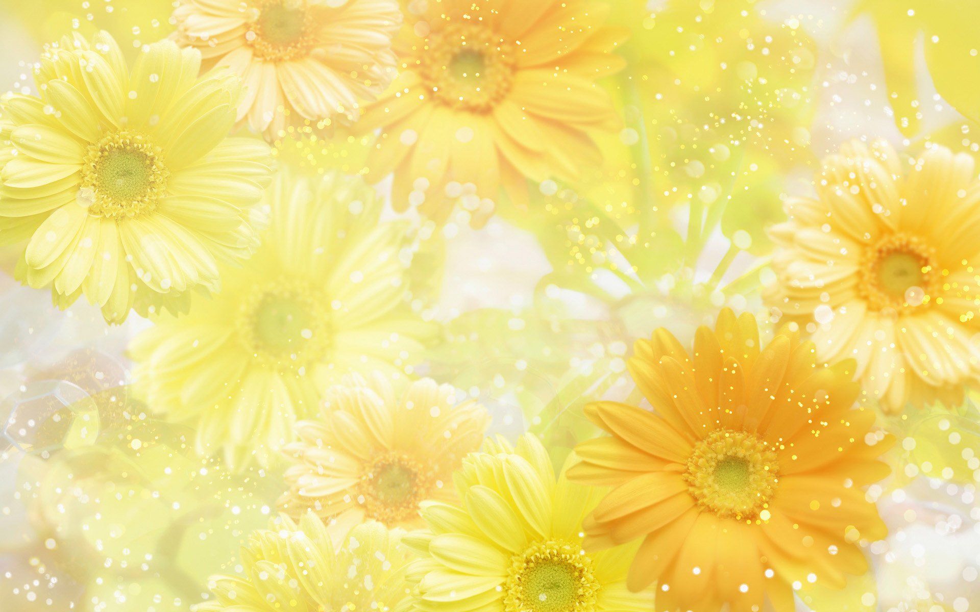 Yellow Aesthetic Flower Desktop Wallpapers