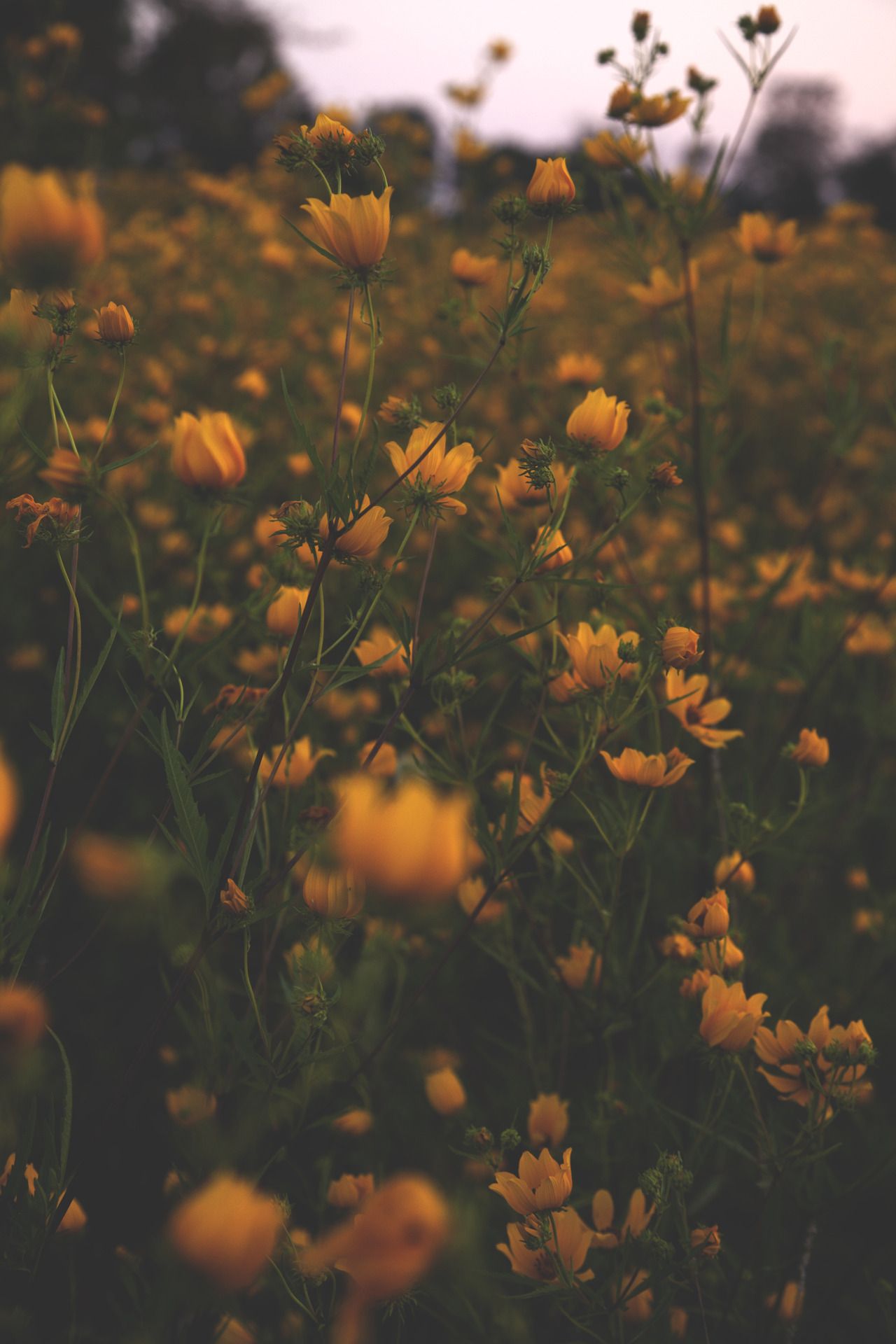 Yellow Aesthetic Flower Desktop Wallpapers